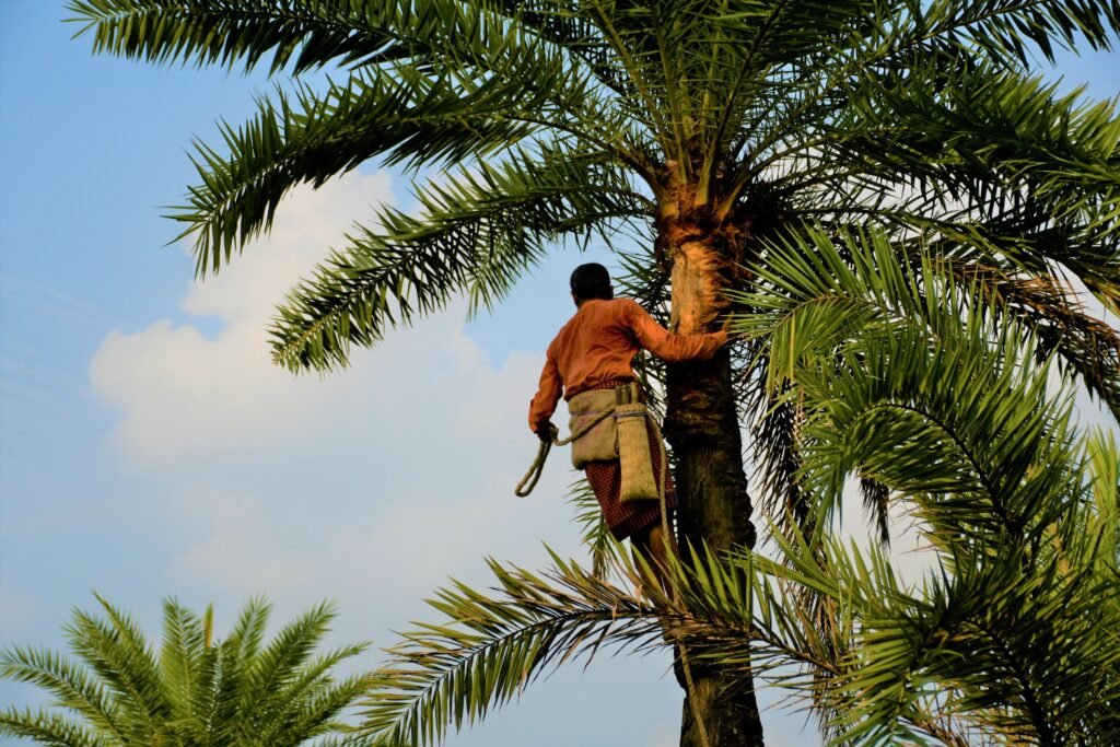 A man harvesting dates by climbing a palm tree under a clear blue sky in a tropical setting.
