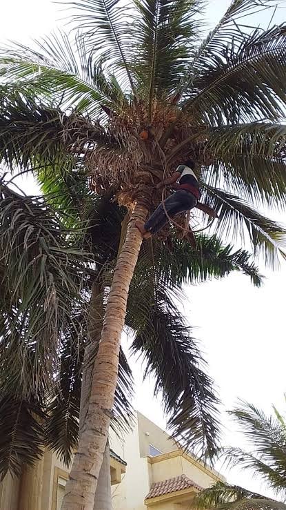 بقثبسء