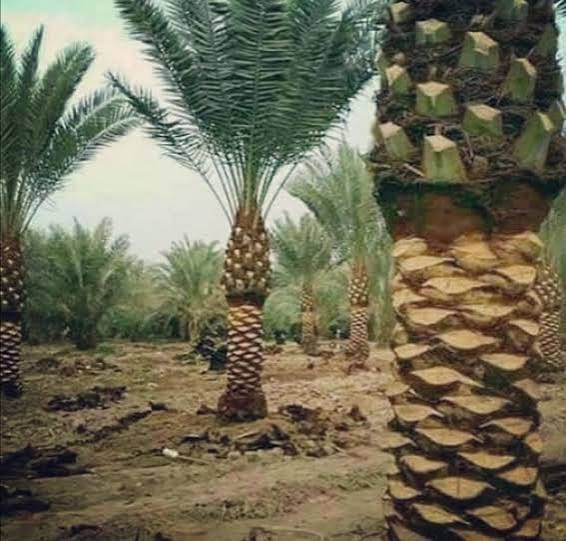 سبثي