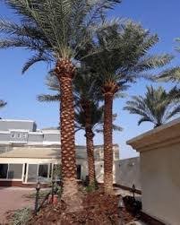 مظة