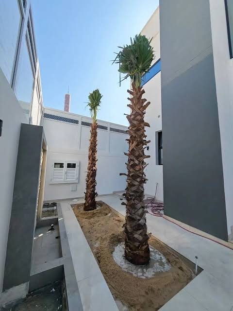نوةنو