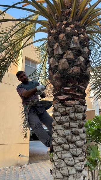 وزوظا